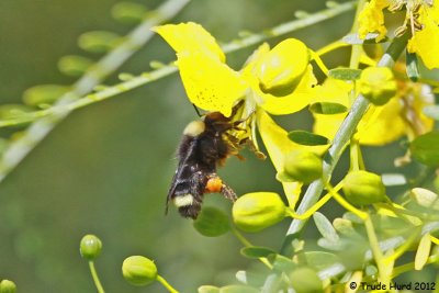 Bumblebee nectaring (notice pollen basket on hind legs)