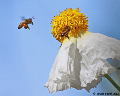 Honey Bees nectaring at Matilija Poppy