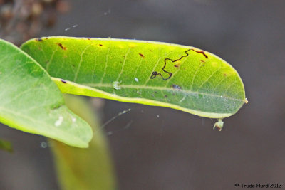 Leaf Miner on Laurel Sumac