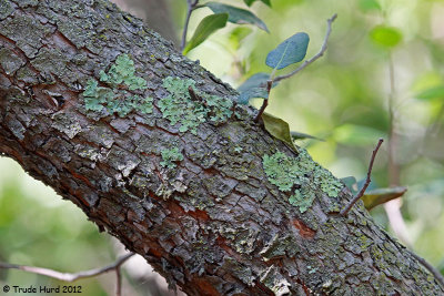 Lichen on oak