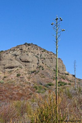 Yucca and Flores Peak