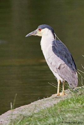 Black-crowned Night-heron waits for fish