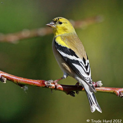 Children ages 11 and up learn about common birds (American Goldfinch) and....