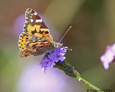 Common Insects (Painted Lady Butterfly)...and 