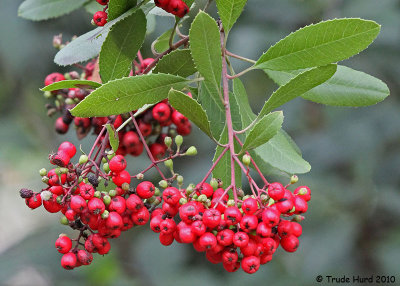 Native Plants that attract wildlife (Toyon)