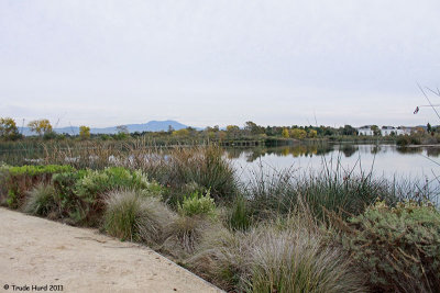 Each day, we take a nature walk around the 300 acre San Joaquin Wildlife Sanctuary in Irvine CA