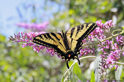 Biologist Trude Hurd taught about common butterflies