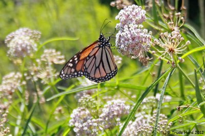 She explained butterfly behaviors like basking, nectaring, hilltopping, and patroling 