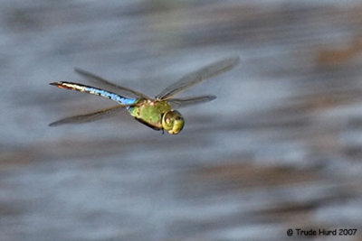 Trude taught 4 common species like this Green Darner which everyone then saw on the daily walk