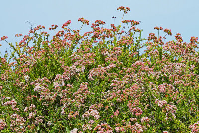 Reggie shared which native plants were important for wildlife in our yards (buckwheat)
