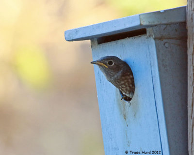 Second fledgling flew out seconds after this photo
