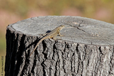 Maybe fence lizard would like some mealworms?
