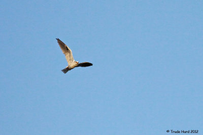 After dinner, I watched a pair of White-tailed Kites 