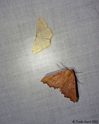 Lots of moths