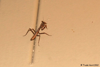 Preying Mantis on outside of restroom (a native)