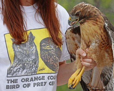 Orange County Bird of Prey Center releases rehabilitated hawks and owls
