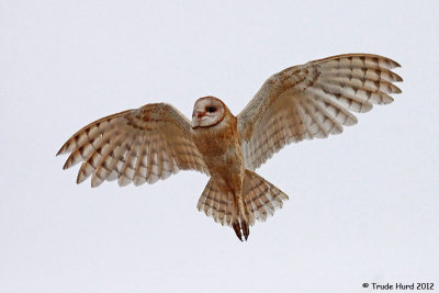 Barn Owl now flying free