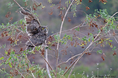 Great Horned Owl now flying free (sorta)