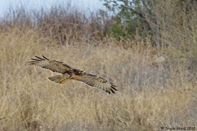Red--tailed Hawk now flying free