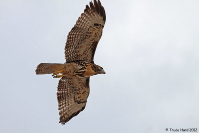 Red-tailed Hawk is my favorite bird
