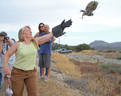 I help Western Screech-owl fly free