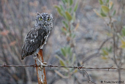My Western Screech-owl