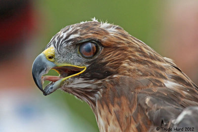 All raptors see prey with sharp eyes (notice nictitating membrane which acts like a wiper blade)
