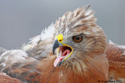 Many have their breathing tube at front of mouth so they can breathe while eating (Red-shouldered Hawk)