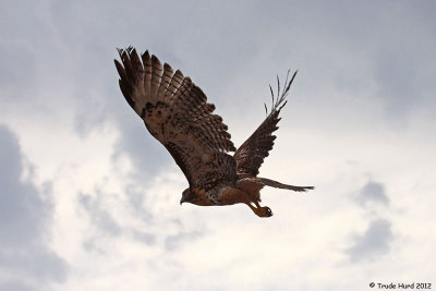 Red-tailed Hawk flying free in Orange County