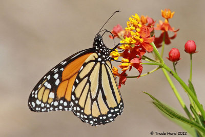 summer_csuf_arboretum_2012