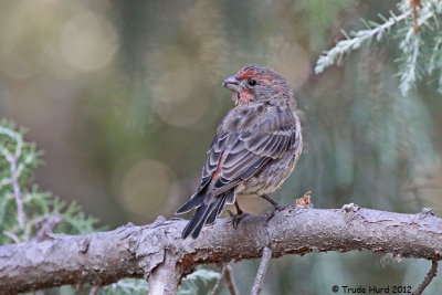 House Finch molting tail and head feathers