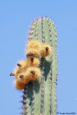 Cactus 