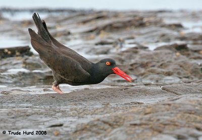 One gave loud whistles and crouched with head down and tail up