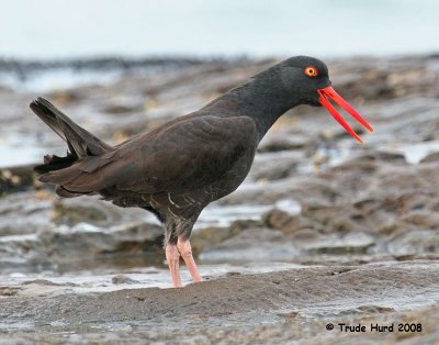 The Black Oystercatcher is scarce in Orange County, CA.