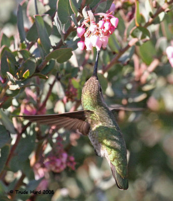 While shopping for native plants at nearby Tree Of Life Nursery, we watched an Anna's Hummingbird feed on manzanita flowers.
