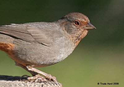 One California Towhee was missing its tail, perhaps lost to a predator while it escaped, she said.
