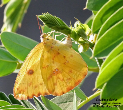 ...and laying eggs on Cassia