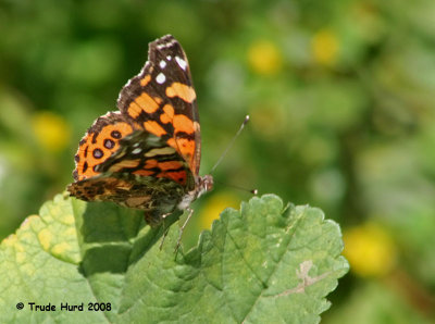 West Coast Lady laying eggs on mallow (notice golden bar on leading edge forewing)