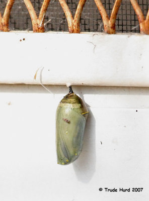 Monarch crysalis on sliding back door.  It didn't survive.