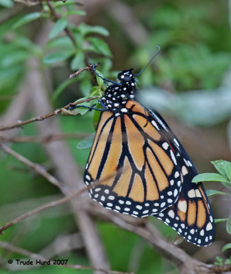 Monarch