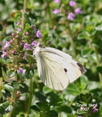 Cabbage White, male (only one black dot)