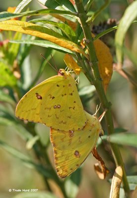  ...which resulted in mating ....