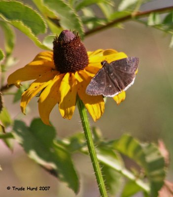 Duskywing species