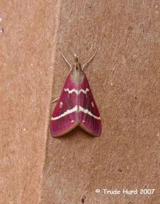 Moth species