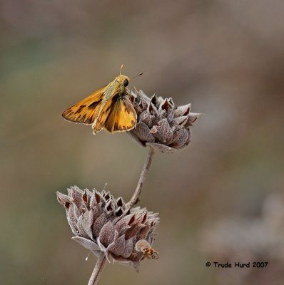 Fiery Skipper on sage