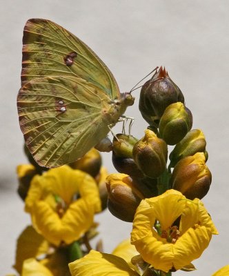 Cloudless Sulfur laying eggs  on Cassia