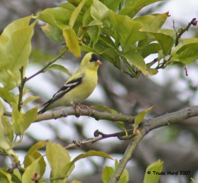 American Goldfinch, male, in lemon tree