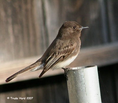 Black Phoebe
