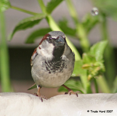 House Sparrow, male (I will upload better photo shortly)