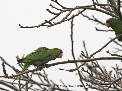 Mitred Conures